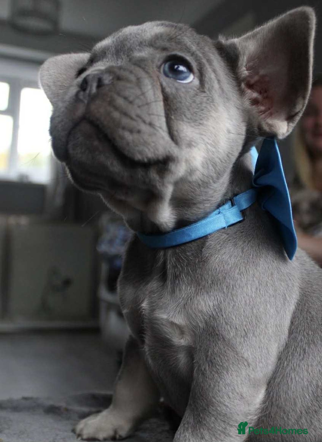 French Bulldog dogs for sale: French bulldog  puppies - Image 7