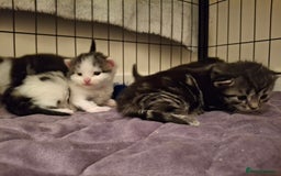 Mixed Breed cats for sale: Mix breed - Image 13