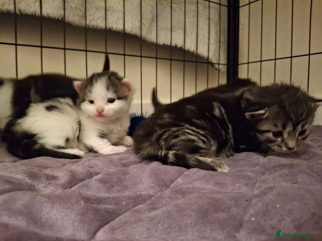 Mixed Breed cats for sale: Mix breed - Image 13