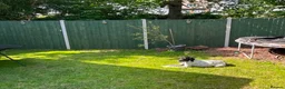 Pointer dogs for adoption: Loki! in Exeter - Advert 2