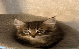 Maine Coon cats for sale: Maine coon kittens - Image 13