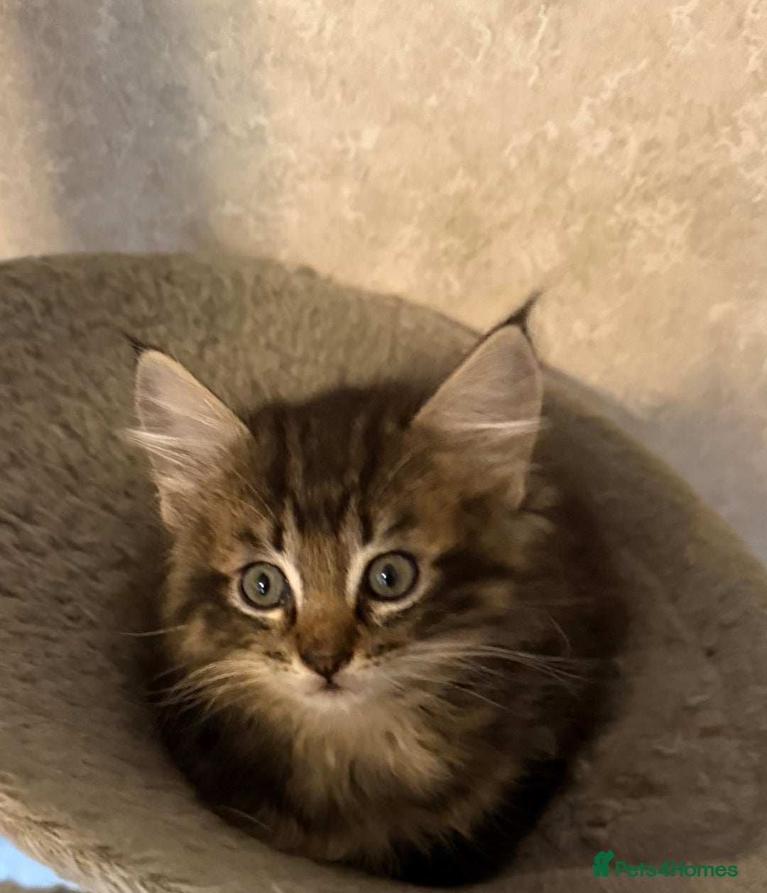 Maine Coon cats for sale: Maine coon kittens - Image 13