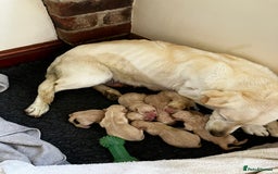 Labrador Retriever dogs for sale: Quality Labrador puppies Ready soon - Image 8