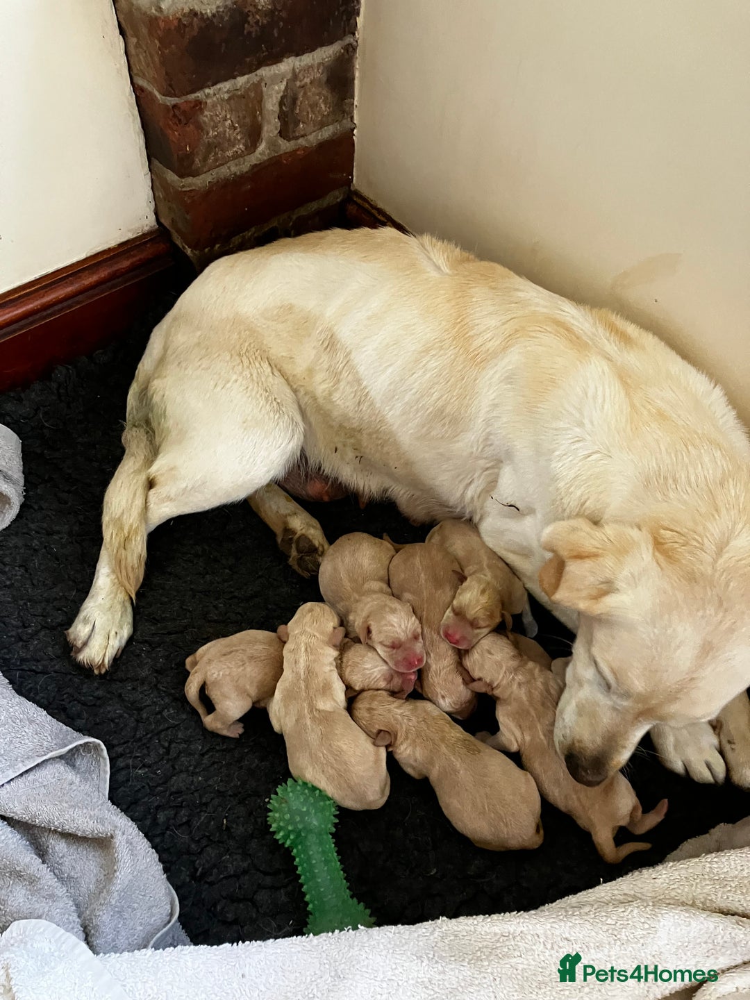 Labrador Retriever dogs for sale: Quality Labrador puppies Ready soon - Image 8
