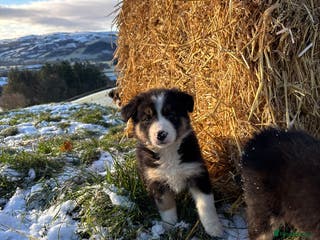 Border Collie dogs Quality Long Coated Tri Border Collie Puppies - Advert 1