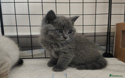 British Shorthair cats for sale: British Shorthair Kittens - Image 20