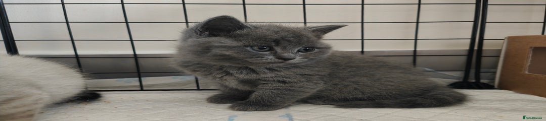 Kitten 3
