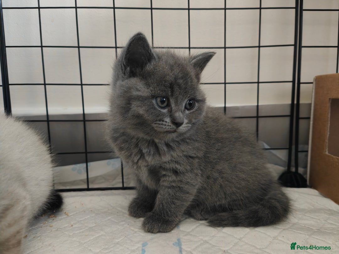 British Shorthair cats for sale: British Shorthair Kittens - Image 20