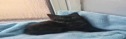 Mixed Breed cats for sale: Beautiful FLUFFY kittens VIDEOS - Advert 21