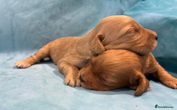 Cocker Spaniel dogs for sale: KC RED SHOW COCKER SPANIELS - Image 11