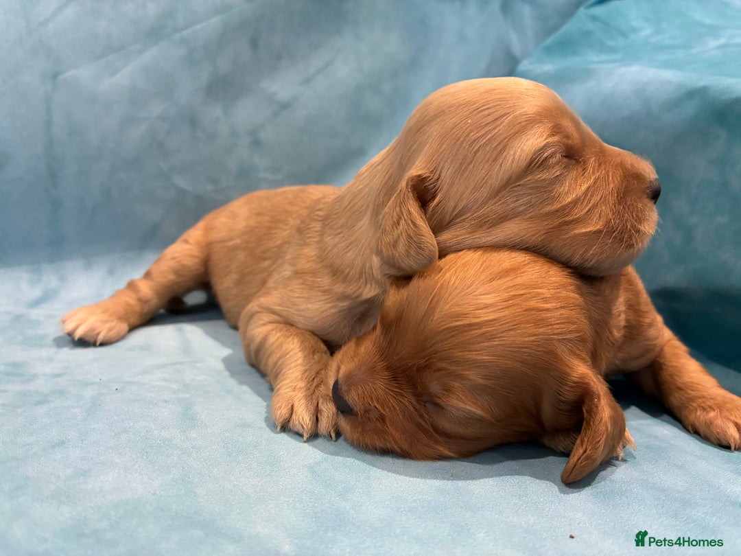 Cocker Spaniel dogs for sale: KC RED SHOW COCKER SPANIELS - Image 11
