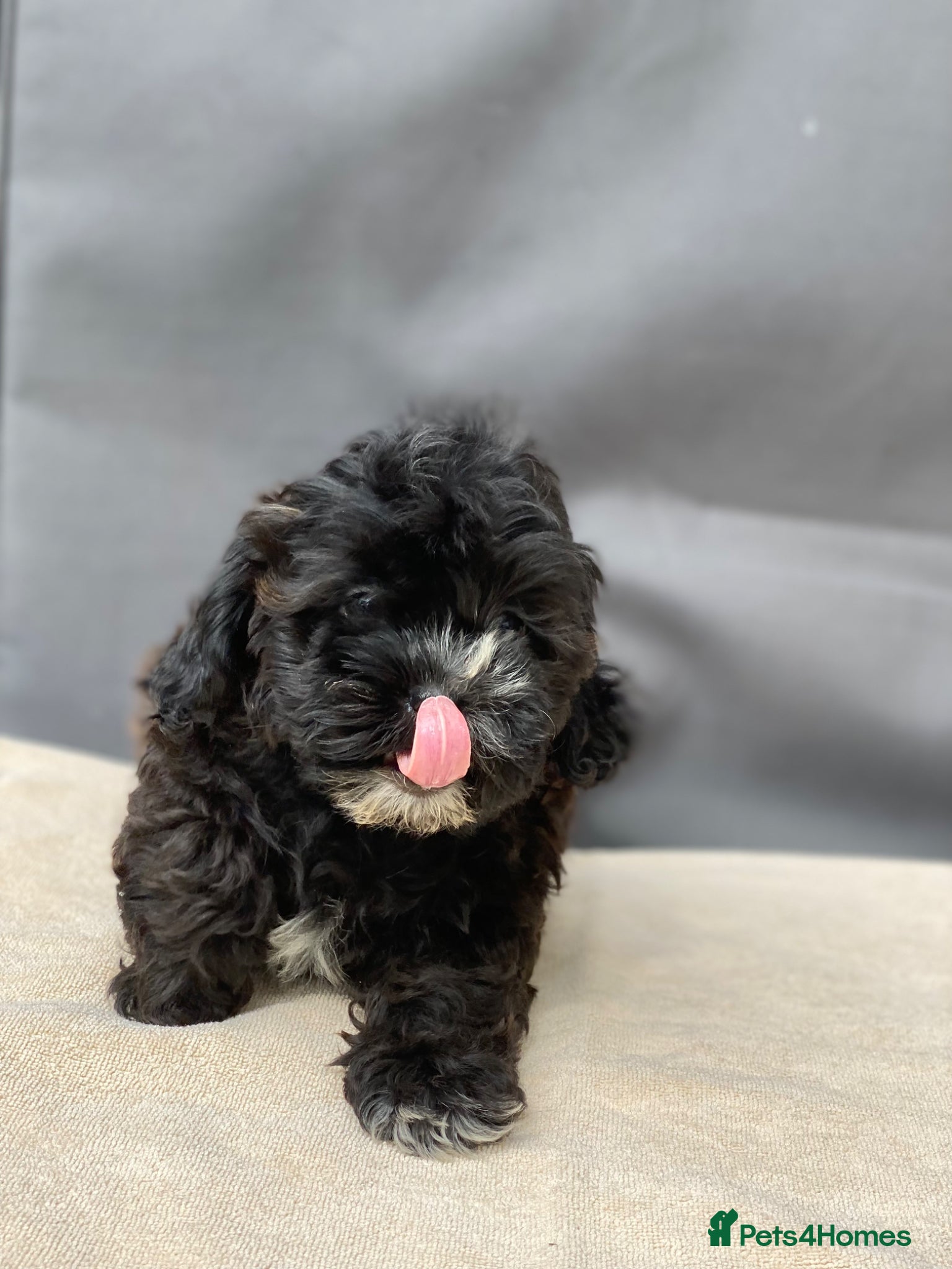 Shihpoo dogs Health tested shihpoos  - Advert 1