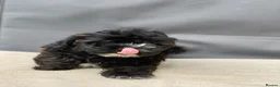 Shihpoo dogs for sale: Health Tested,READY TO GO - Advert 3
