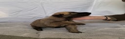 Irish Wolfhound dogs for sale: Bred From Extensively Health Tested Parents - Advert 7