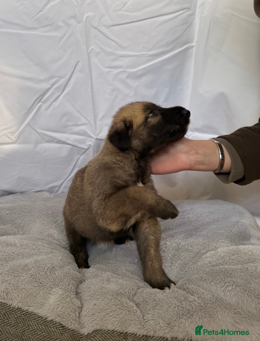 Irish Wolfhound dogs for sale: Bred From Extensively Health Tested Parents - Advert 7