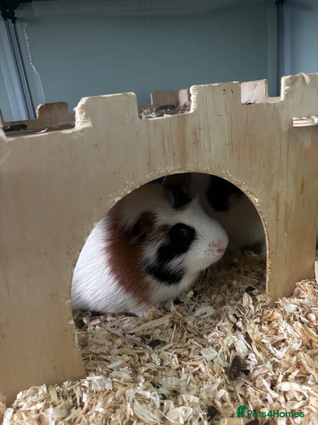 Guinea Pig rodents for sale: 3 male guinea pigs for sale - Advert 2