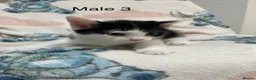 Mixed Breed cats for sale: Four Lovely Kittens For Sale - £90 - Advert 15