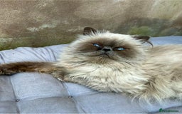 Persian cats for sale: Colourpoint peke faced Persian kittens ready to go - Image 5