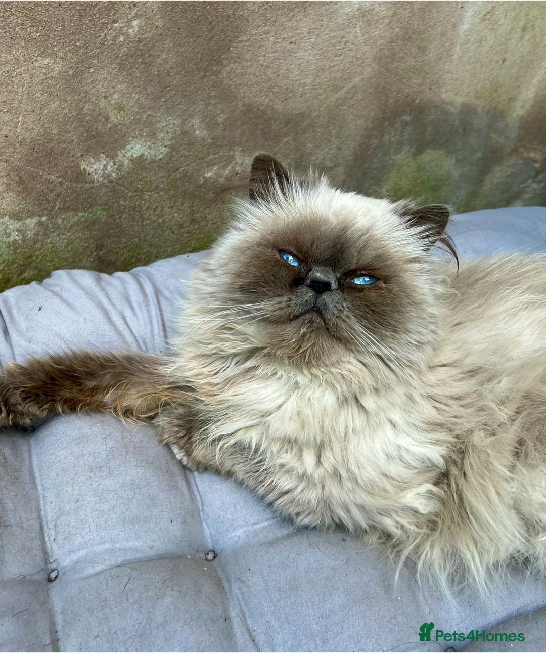 Persian cats for sale: Colourpoint peke faced Persian kittens ready to go - Image 5