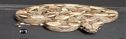 Boa Snake reptiles for sale: IMG Boa constrictors Males & Females  - Advert 6