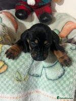 Dachshund dogs Dashund - Advert 5