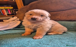 German Shepherd dogs for sale: KC German Shepherd Puppies Blue, White & Black/Tan - Image 9
