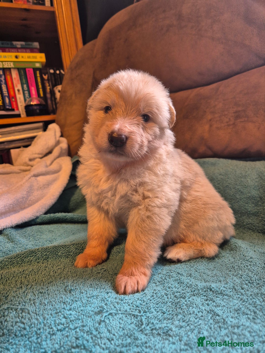 German Shepherd dogs for sale: KC German Shepherd Puppies Blue, White & Black/Tan - Image 9