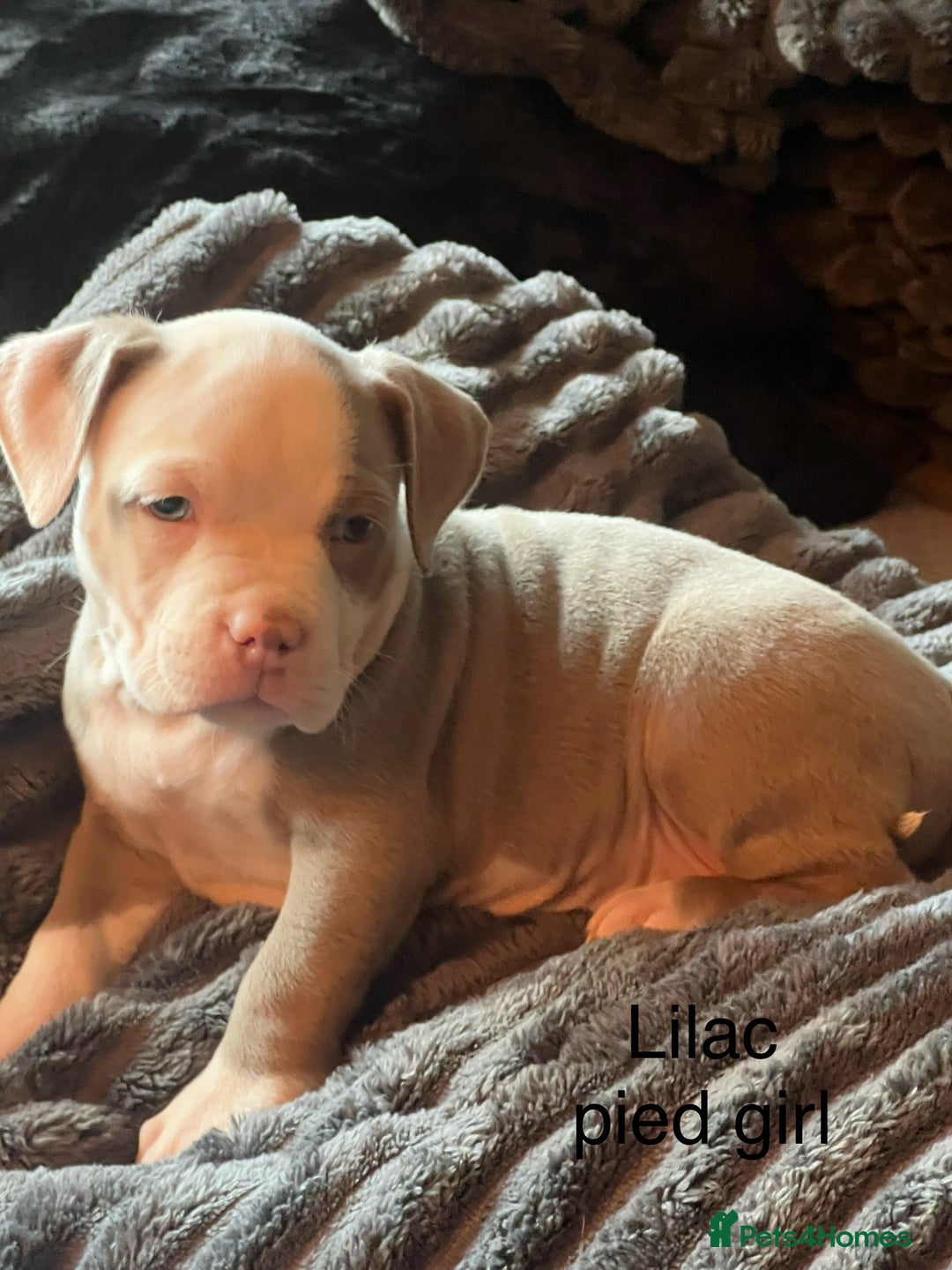 American Bully dogs for sale: Ready now! ABKC pocket bullies for sale.  - Advert 2