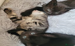 Ragdoll cats for sale: Cutest Ragdoll/Bengal mix kittens. - Image 8
