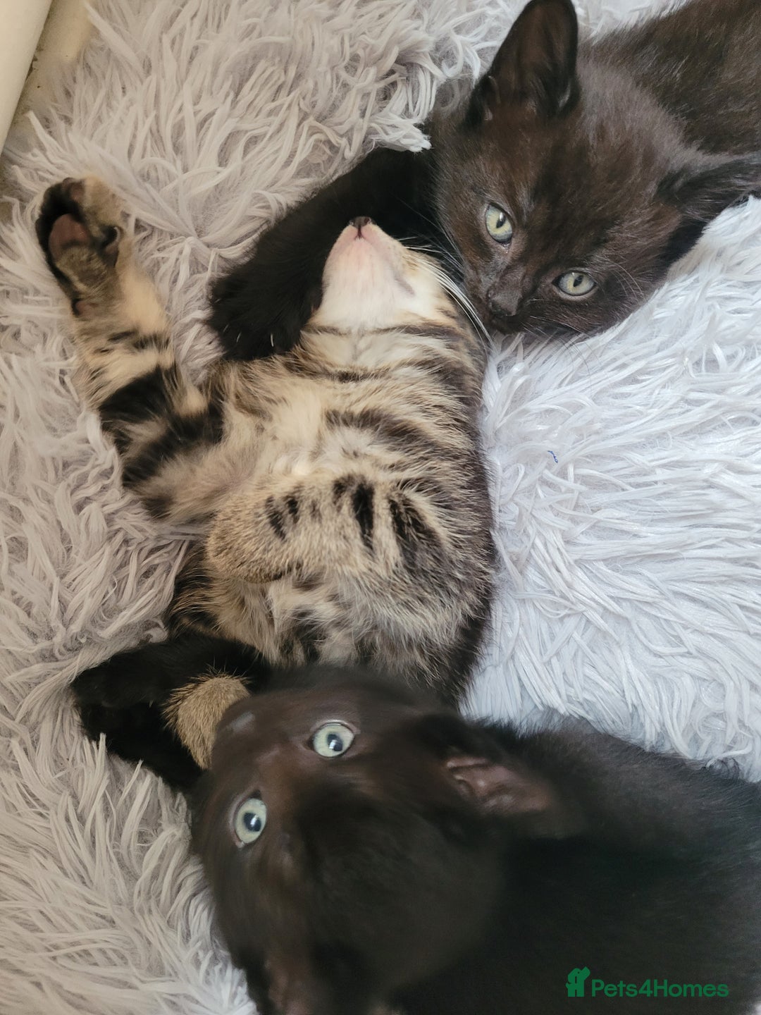 Ragdoll cats for sale: Cutest Ragdoll/Bengal mix kittens. - Image 8