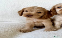Cocker Spaniel dogs for sale: Show cockers kc registered simbawood lines - Image 11