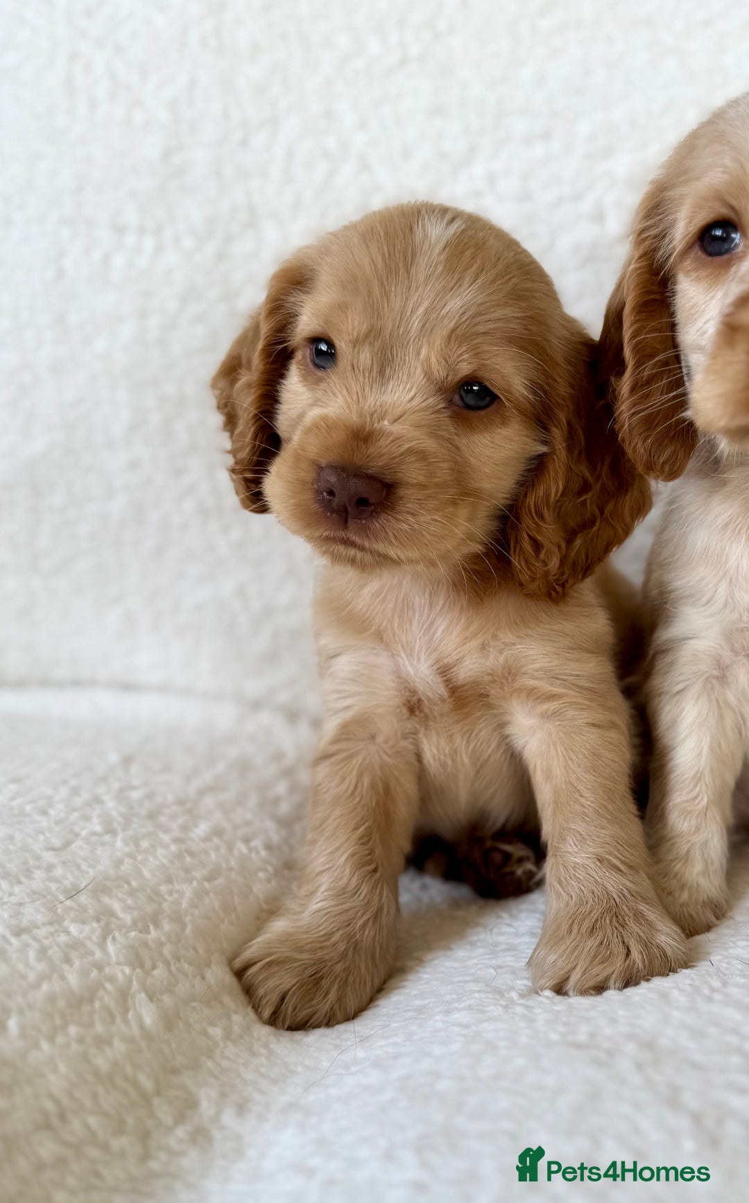 Cocker Spaniel dogs for sale: Show cockers kc registered simbawood lines - Image 11