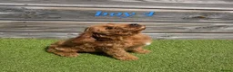 Cockapoo dogs for sale: 7 Adorable F1 Cockapoo pups ♥️🐕🐾 - Advert 14
