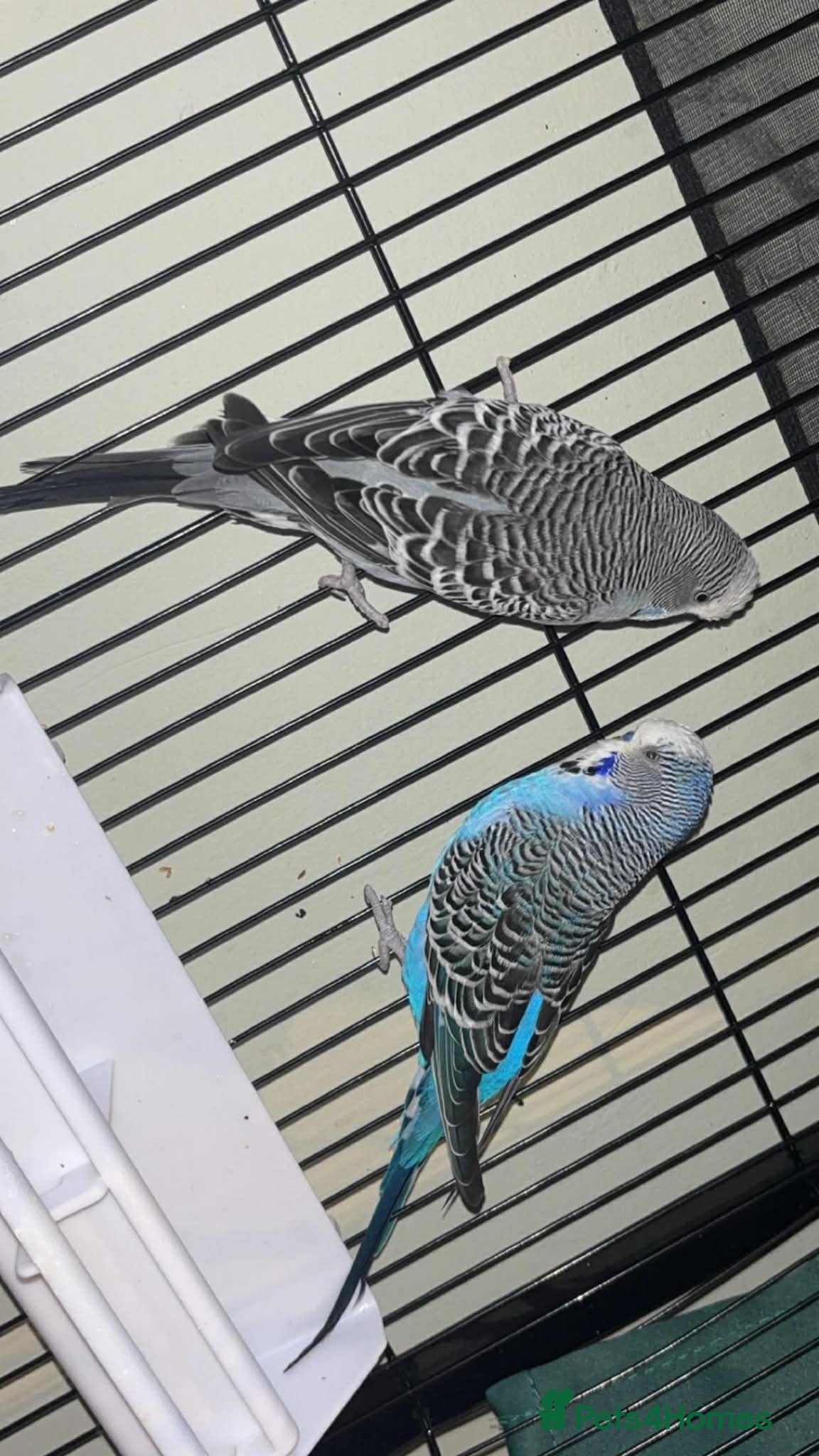 Budgerigars birds X2 and cage  in Walsall - Advert 5