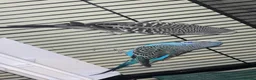 Budgerigars birds for sale: X2 and cage  in Walsall - Advert 1