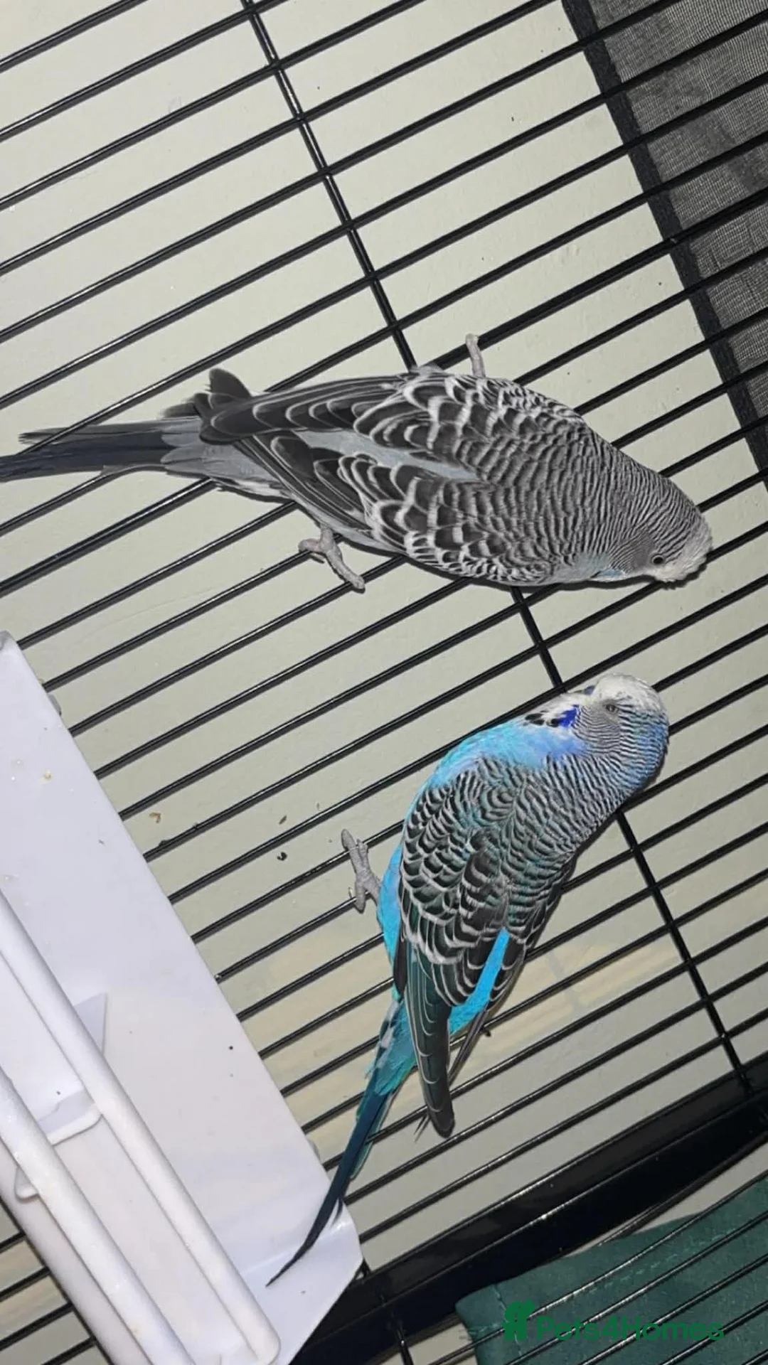 Budgerigars birds for sale: X2 and cage  in Walsall - Advert 1