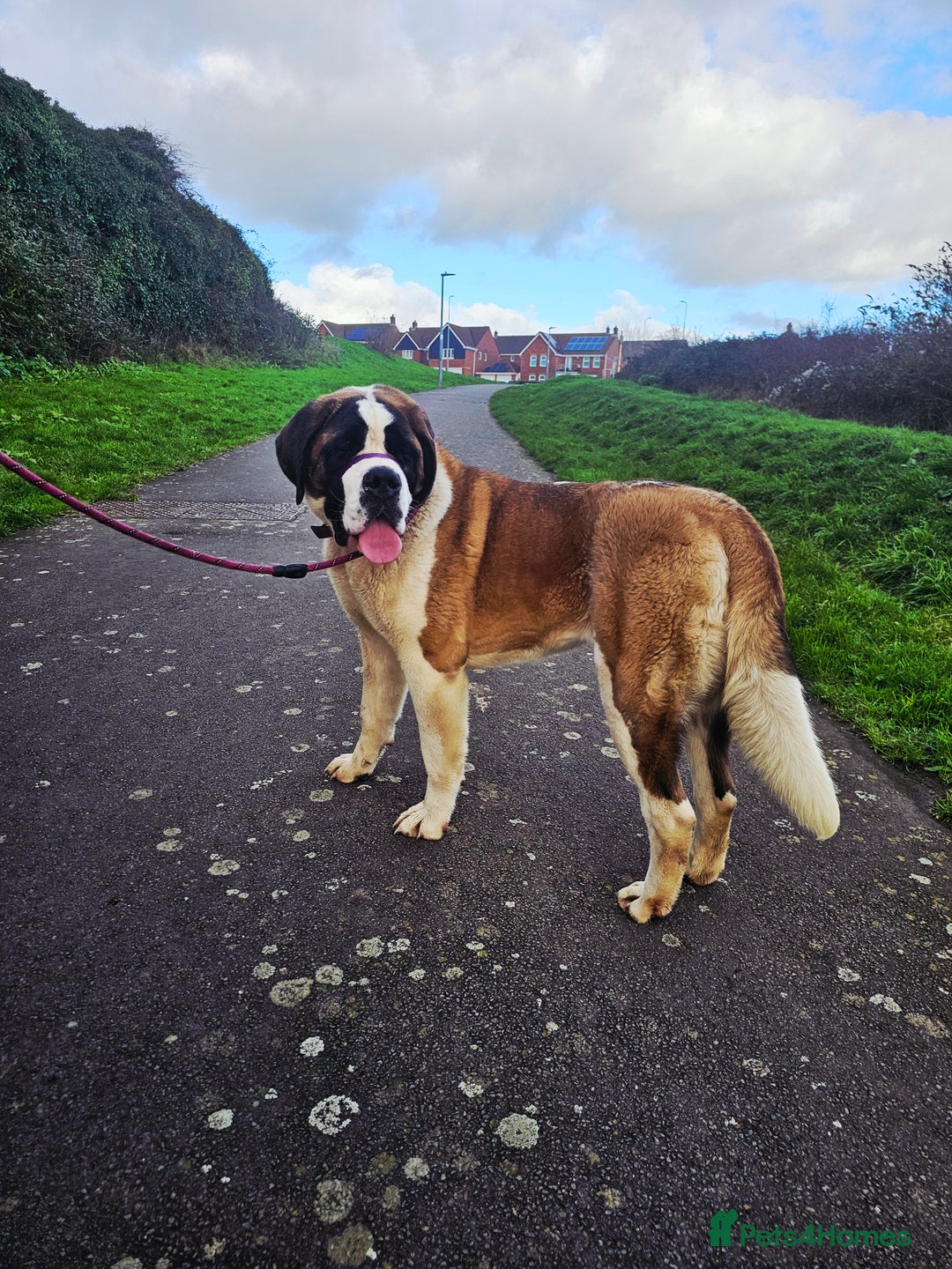Saint Bernard dogs for sale:  Lovely female Saint bernard  - Advert 1