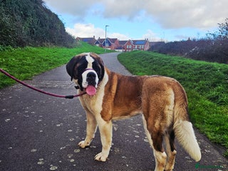 Saint Bernard dogs Lovely female Saint bernard - Advert 12