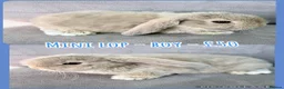 Mini Lop rabbits for sale: Mini Lop Rabbits - Advert 4