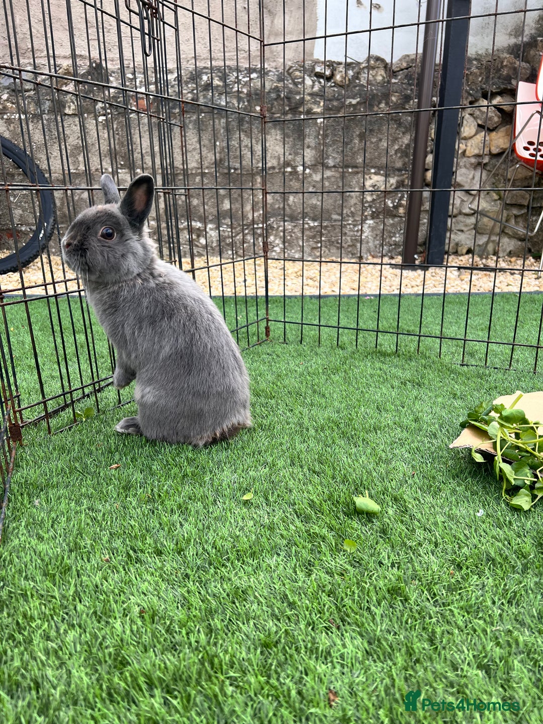 Mini Lop rabbits for sale: Pair of indoor house rabbits  - Advert 3