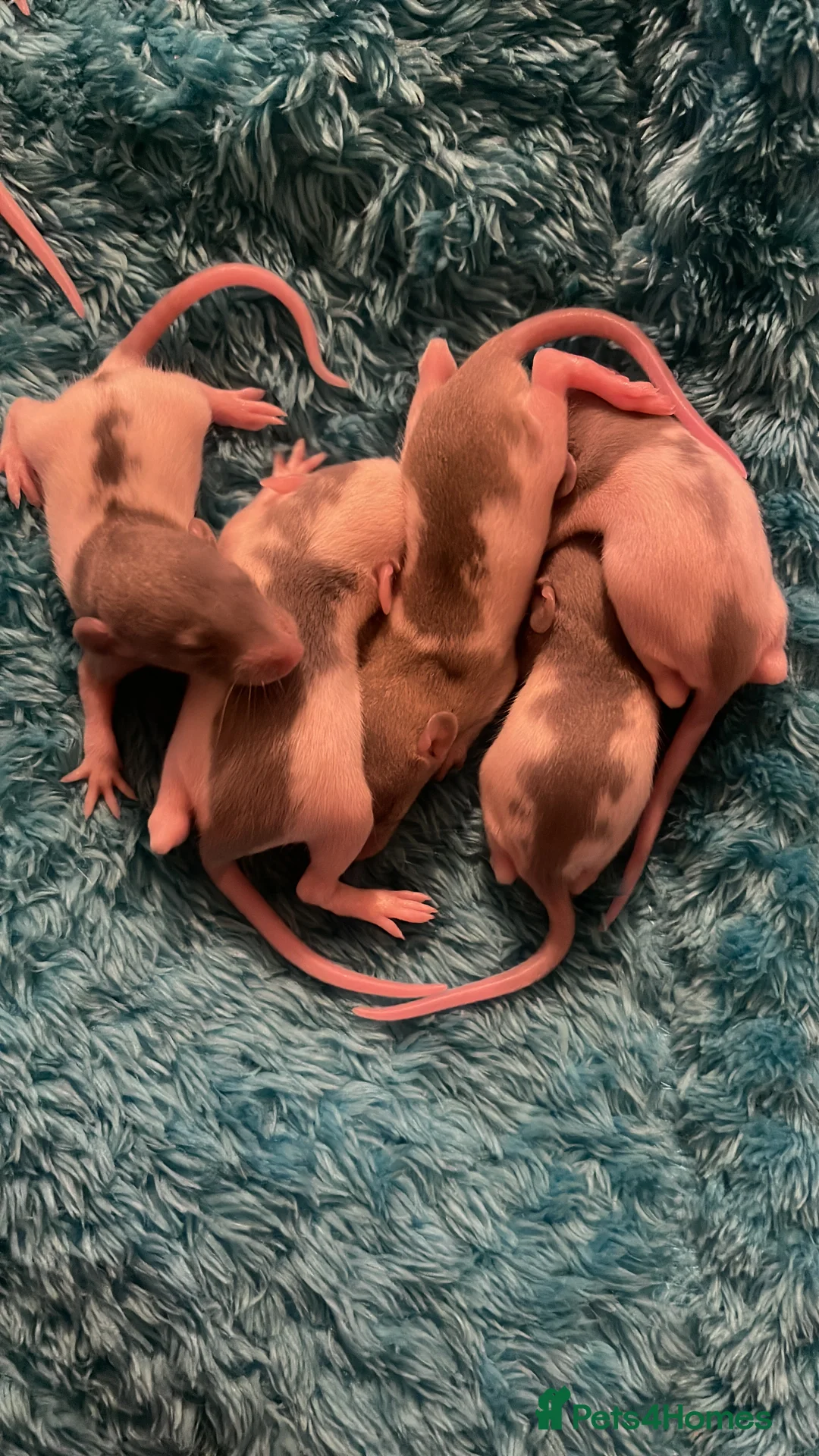 Rat rodents for sale: Rats looking for 5* homes only  - Advert 21