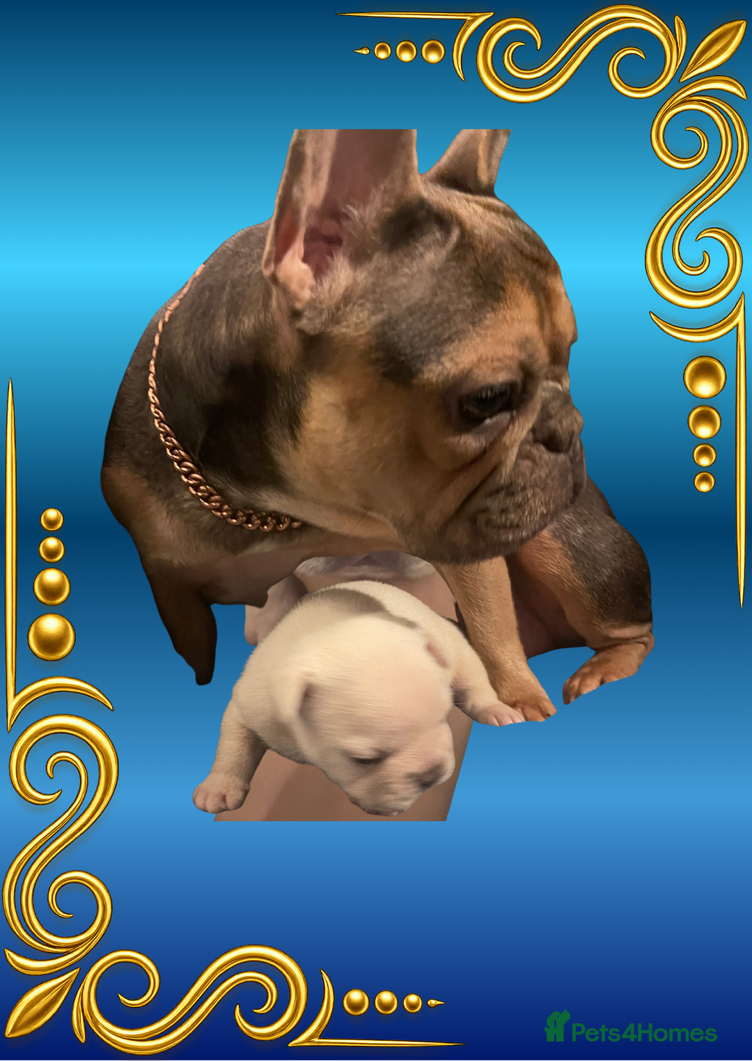 French Bulldog dogs for sale: Born Of Zeus Of Thunder - Advert 8