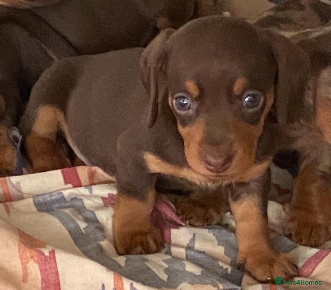 Miniature Dachshund dogs for sale: Stunning full pedigree Miniature Dachshunds  - Image 38