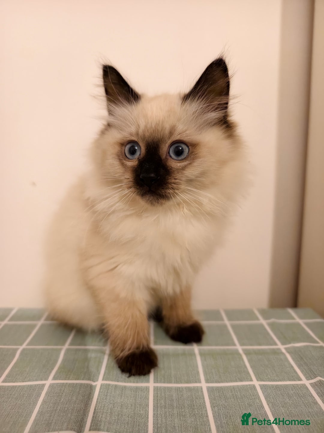 Ragdoll cats for sale: Beautiful Seal Point Ragdoll Kittens – for sale - Advert 1