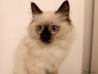 Ragdoll cats Beautiful Seal Point Ragdoll Kittens – for sale - Advert 1