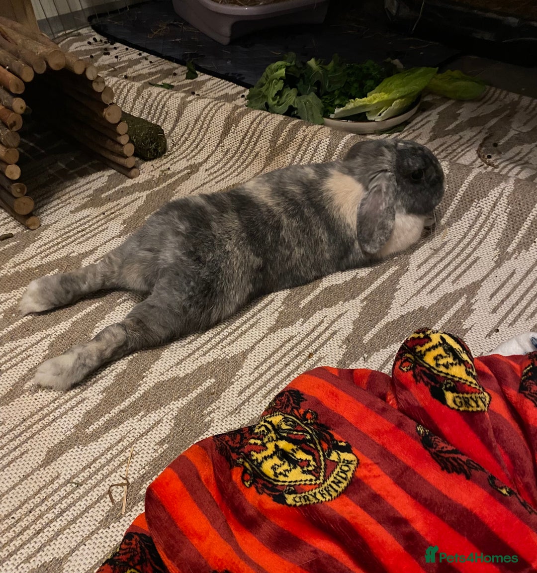 Mini Lop rabbits for sale: Sherlock neutered male (4 y/o) - Advert 7