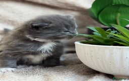 Maine Coon cats for sale: Adorable Blue Maine coon kittens - Image 3