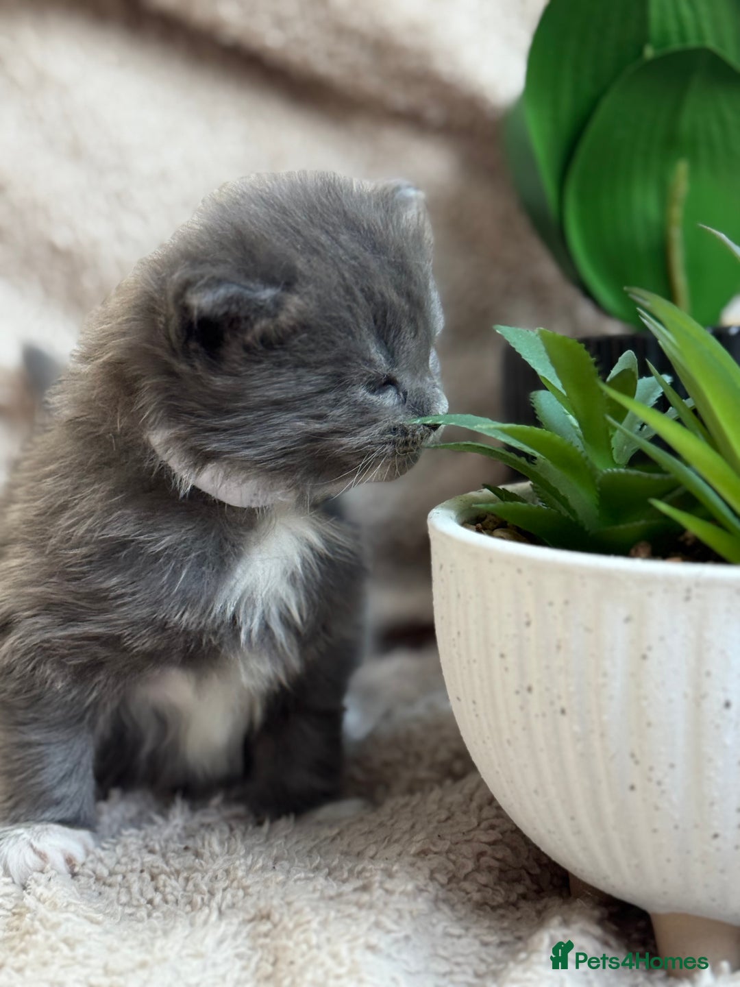 Maine Coon cats for sale: Adorable Blue Maine coon kittens - Image 3