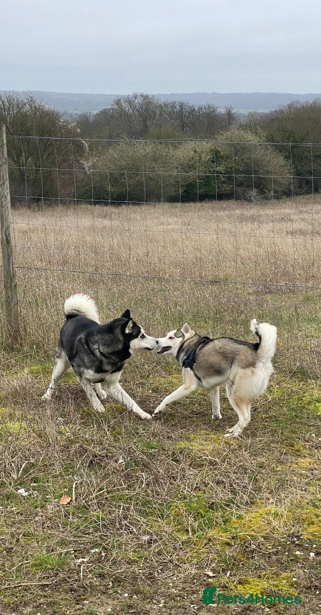 Siberian Husky dogs for sale: Pure Siberian Huskie pups in Cranleigh - Advert 28