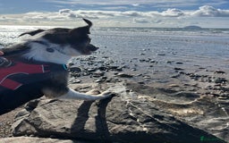 Border Collie dogs for sale: Beautiful Border Collie - Advert 6